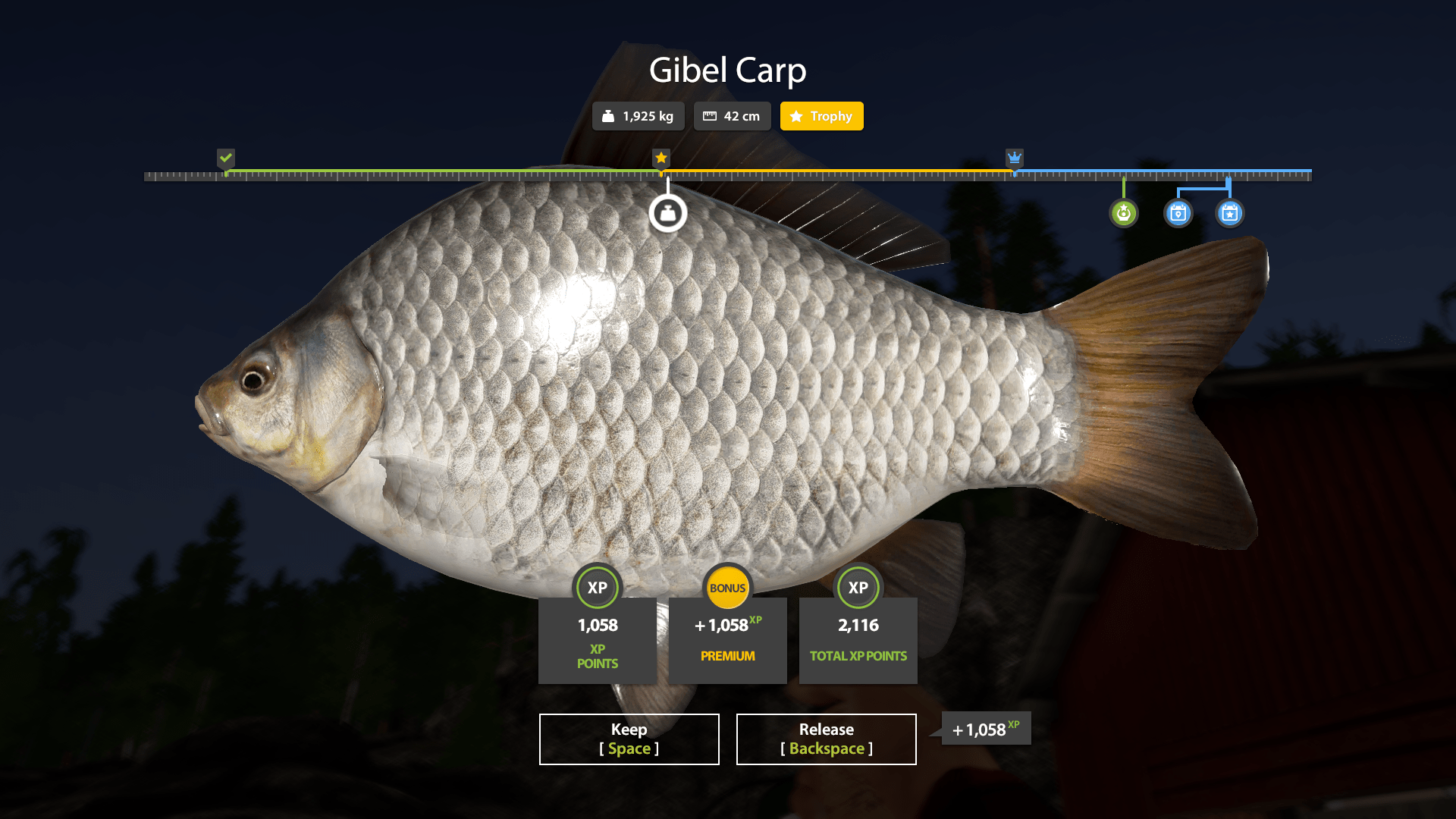 Gibel Carp